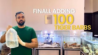 Finally Adding 100 Tiger Barbs To My 125Ft Setup [upl. by Eeryk444]