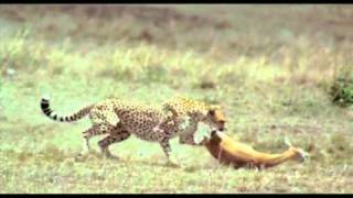 Cheetah amp Gazelle  Challenge of life [upl. by Glynias469]