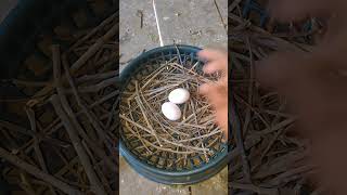 Pigeon making nest pigeon kabootar [upl. by Ytissahc]