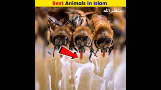 Best Animals in Islam  Arslan Speaks shortsfeed facts amazingfacts [upl. by Yttig442]