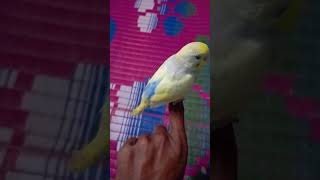 Budgies Parrot  Hand tame budgies parrot [upl. by Kaye598]