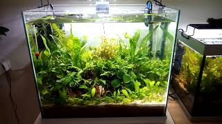 Superfish start 50  finished result planted fish heaven [upl. by Assirat]