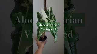 Alocasia Sarian Variegated alocasia alocasiasarian alocasiasarianvariegated [upl. by Oderfigis774]