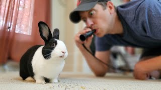 Rabbit training with crow whistle [upl. by Mair969]