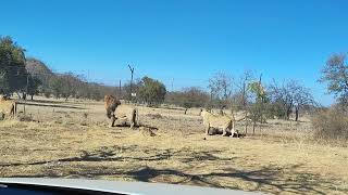 Lion Park Sandton South Africa [upl. by Junno298]