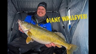 Monster Walleyes on Saginaw Bay [upl. by Beyer]