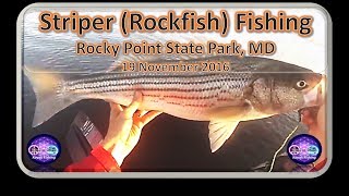 30 Striper MD Kayak Striper Fishing Rocky Point November 2016 [upl. by Rufina662]