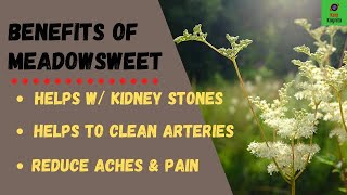 Benefits of Meadowsweet [upl. by Haseena]