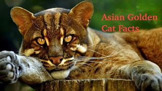 Asian Golden Cat Facts [upl. by Haydon]