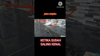 KETIKA SUDAH SALING KENAL  BIAWAK MAKAN KUCING [upl. by Drauode]