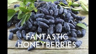 Honeyberries The Next BEST Thing in Fruit [upl. by Aninad]