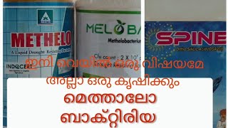 Methelo bacteria ഇതു ഉപയോഗിച്ചാൽ ഏതു കൊടും ചുടിനെയും ഏലചെടി പ്രീതിരോധിച്ചു സൂപ്പർ ആയി വളരും [upl. by Asirret]