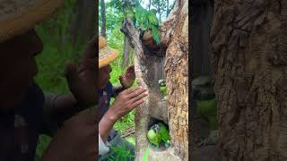 Parrots laying eggs in the tree hole and an old man walk to meet part 02 birds animal nature [upl. by Manvel]