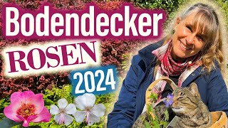 WIE Bodendecker ROSEN gegen Unkraut helfen im GARTEN 🌹 Stauden Clematis🌸 Einige könnten quotkriechenquot [upl. by Nnylamme]