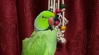 Ring Neck Parrot Live 🦜 [upl. by Bedwell]