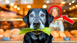 STREET DOG TAKES A LEAF TO A BAKERY EVERY DAY – OWNER TURNS PALE AFTER DISCOVERING THE REASON [upl. by Ainos516]