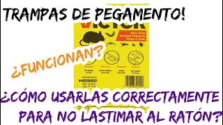 ¿Como usar las trampas de pegamento para no dañar al ratón [upl. by Ladnik431]