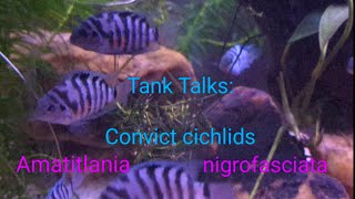 Tank Talks Blue Convict Cichlids Amatitlania nigrofasciata [upl. by Samara]