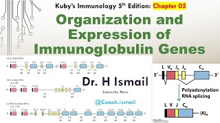 Organization amp Expression of Immunoglobulin Genes  Antibody Diversity  Immunology Tutorial [upl. by Nomihs]