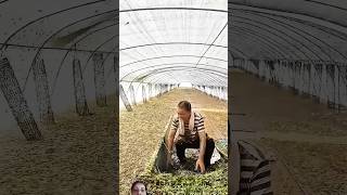 grasshopper agriculture farming farmer vegetables shortsviral wildlife factshorts [upl. by Einnej125]