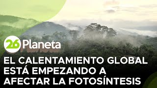 El calentamiento global está empezando a afectar la fotosíntesis [upl. by Alyakcim]