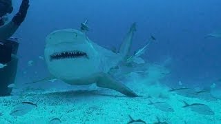 Bull Sharks of Playa Del Carmen MX with Phantom Divers [upl. by Laural]