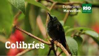 Colibríes  Explorando Maravillas  Tercera temporada [upl. by Dreda]