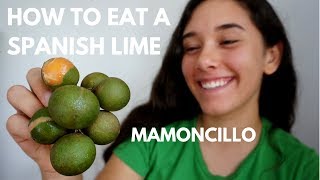 How to Eat a Spanish Lime aka QuenepaMamoncillo [upl. by Vassaux425]