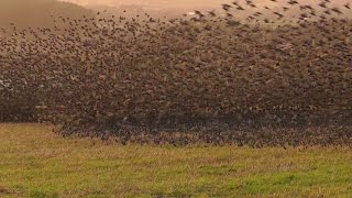 Mind Blowing Starling Murmuration  Exceptional Close Up in Cornwall [upl. by Enitsirt]