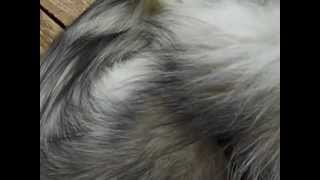 How to Groom an Alaskan Malamute Part 1 [upl. by Nozicka]