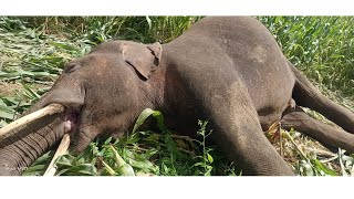 Life in Elephant Corridor  HumanAnimal Conflict  Views of a Natural Farmer  Merwin Fernandes [upl. by Timotheus976]