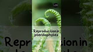 Reproduction in Pteridophytes Class 11 Biology  Plant Kingdom shorts biology [upl. by Kramer]