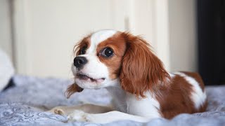 Famous Cavalier King Charles Spaniels in History [upl. by Chara]