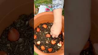 STOP planting your BULBS like THIS gardening autumngarden bulbplanting howtoplanttulips [upl. by Nahs]