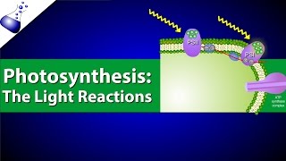 The Light Reactions of Photosynthesis [upl. by Mamoun]