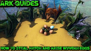 The Ultimate Guide To Stealing Wyvern Eggs AND How To Hatch And Raise Them  Ark Guides [upl. by Strong989]