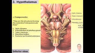 Magdy SaidAnatomy seriesNeuroanatomy6 diencephalonavi [upl. by Aniretak]