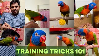 Bird Training and Tricks 101  Lorikeet  Bird Tricks [upl. by Inness]