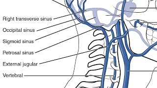 MNEMONIC  Tributaries of External Jugular Vein [upl. by Drarej463]