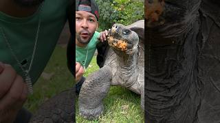 GIANT Galapagos Tortoise [upl. by Ahtaela]