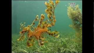 Leafy Sea Dragon South Australia  Phycodurus eques [upl. by Aerbas]