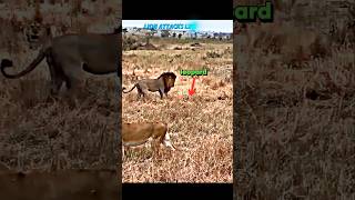 Lion vs leopard leopard trending lion wildlife animals shorts viralvideo tiger [upl. by Orabelle]