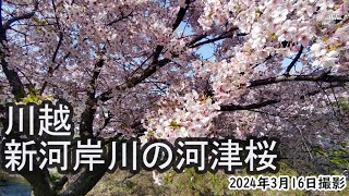 【4K】川越・新河岸川の河津桜（2024年3月16日） [upl. by Jaycee]