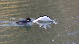 Bufflehead amp mate filmed with Panasonic fz300 [upl. by Lyford]