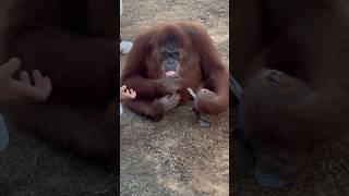 Orangutans Unbelievable Intelligenceorangutananimalsshortsshorttrendingpositivesvibes nature [upl. by Twila94]