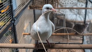 Now Julie has the string What will she do with it Ringneck dove and hybrid dove [upl. by Ecyor]