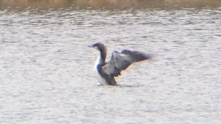 Pacific Loon  Wright County MN  Nov 2024 [upl. by Aneetsyrk]