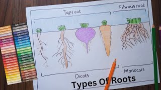 Types Roots Diagram  Label Diagram Of Roots  Science Drawing [upl. by Ailec778]