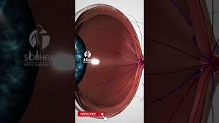 Eye anatomy inner structure [upl. by Jakoba]