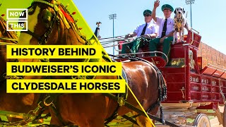 The History Behind Budweisers Iconic Clydesdale Horses [upl. by Llemrej567]